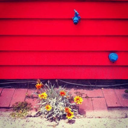 street giving flowers to blushing red wall
