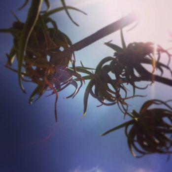 cactus in the sun looking down on me