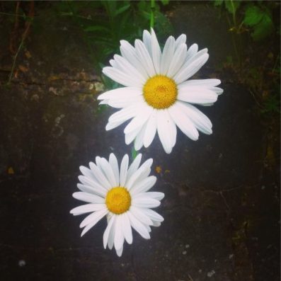 two daisies