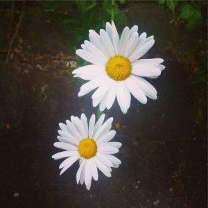 two 'he loves me, he loves me not' daisies