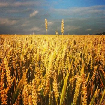 two wheat stalks clearly outgrowing the rest of the wheat field