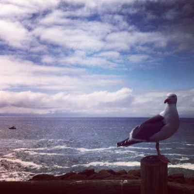 Seagull ocean view with yacht