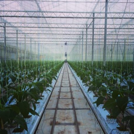 plants-growing-in-greenhouse